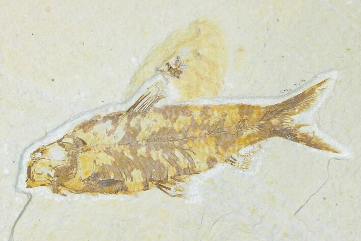 3.6" Fossil Fish (Knightia) - Wyoming